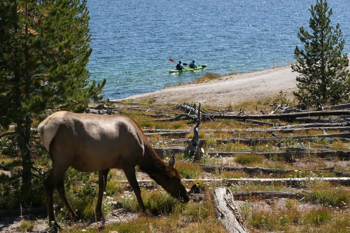 elk eating by yellowstone lake