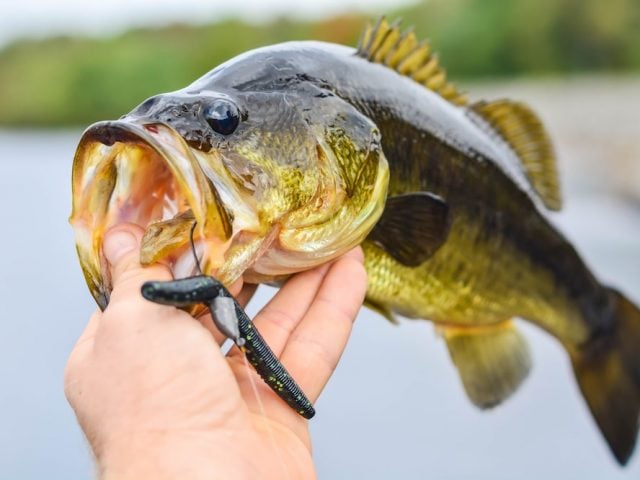 A bass caught with a plastic worm