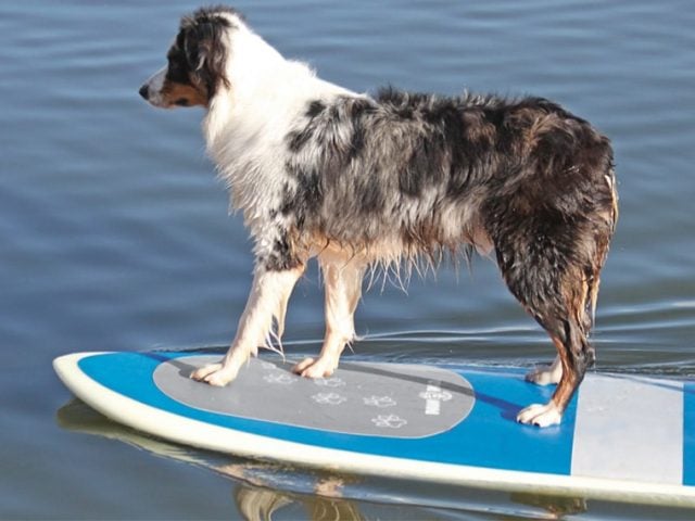 Paddleboarding With Your Dog