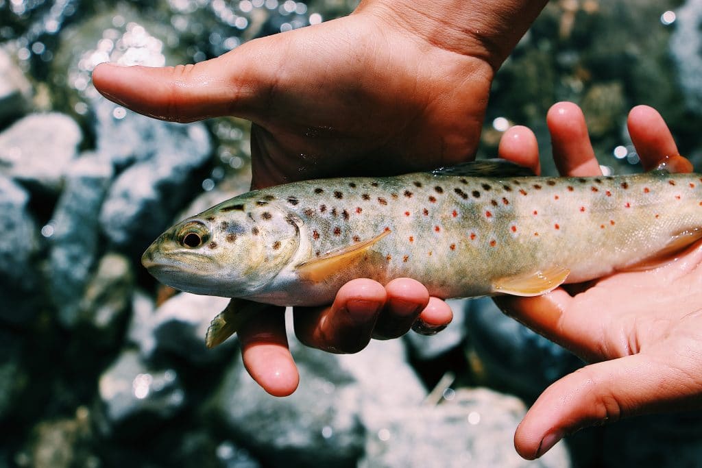 How To Fish Rivers In Winter: 10 Essential Tips