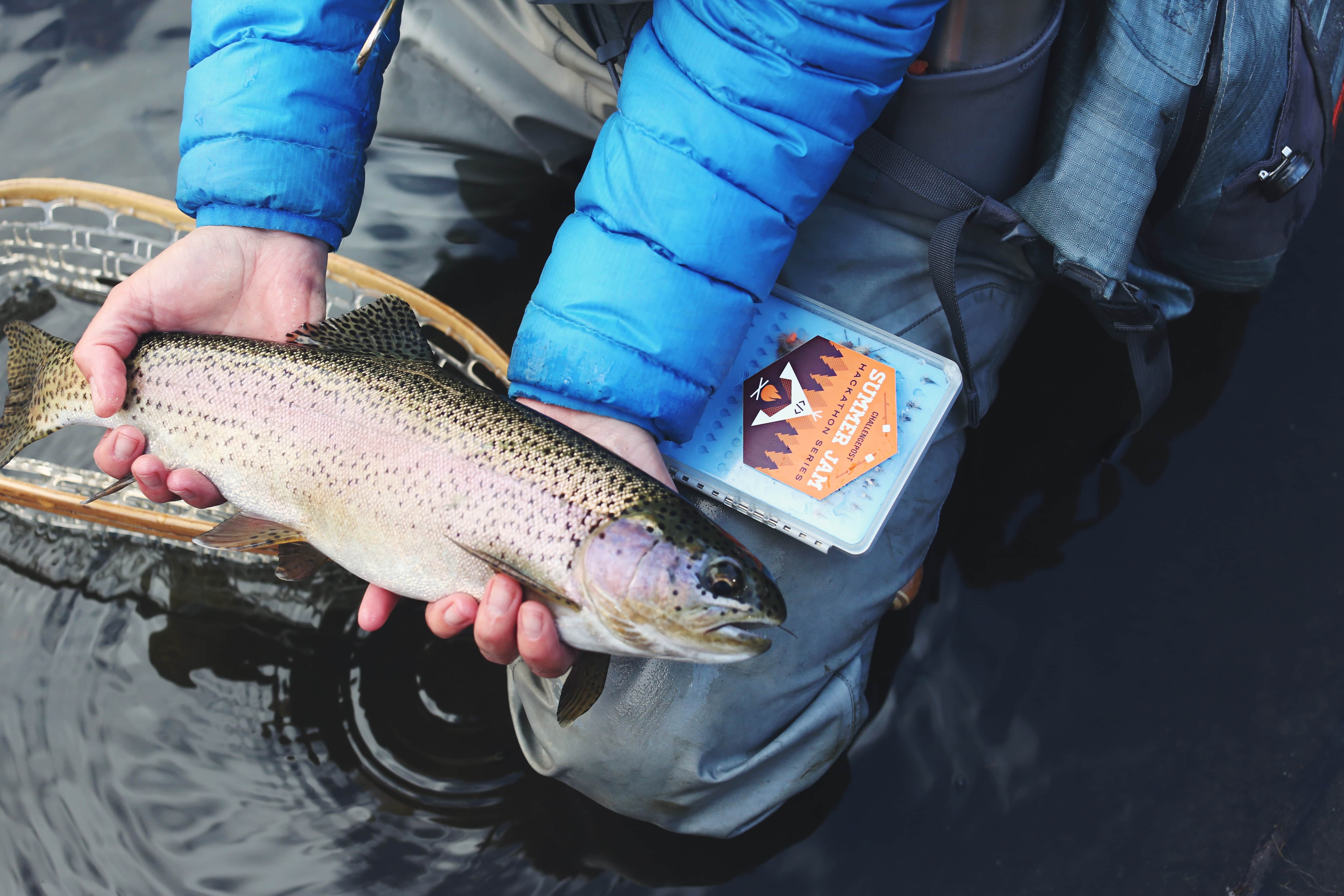 freshly caught rainbow trout