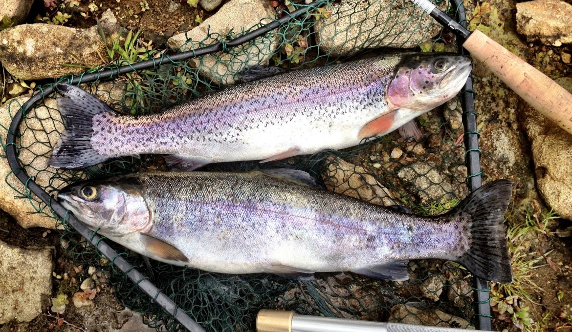 two caught rainbow trout