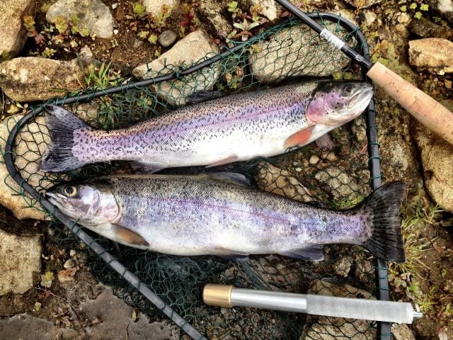two caught rainbow trout
