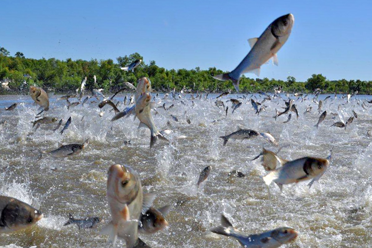 Asian carp jumping out of river