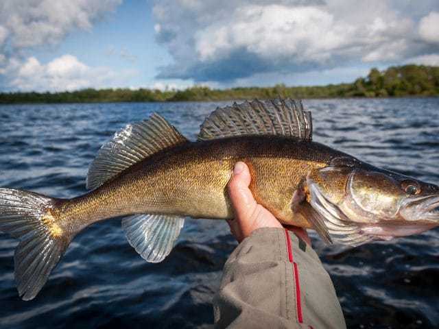 8 Lures to Drive Walleye Wild This Fall