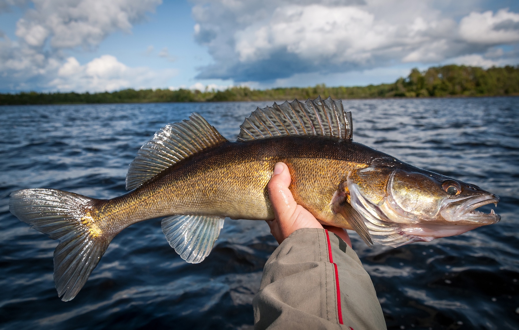 8 Awesome Lures for Walleye
