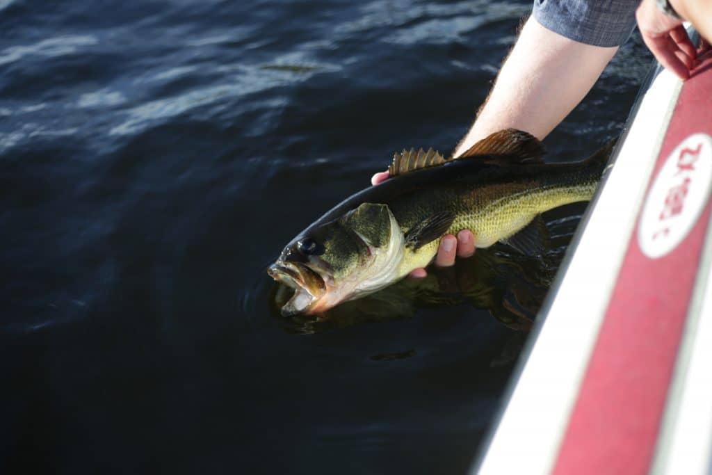8 Jerkbaits for Fall Bass Fishing Success - Overton's