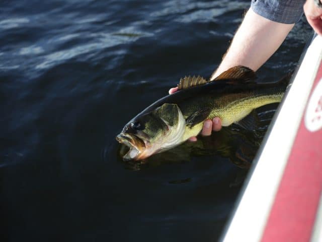 Person holding bass over the side of a boat that they caught with a jerk bait