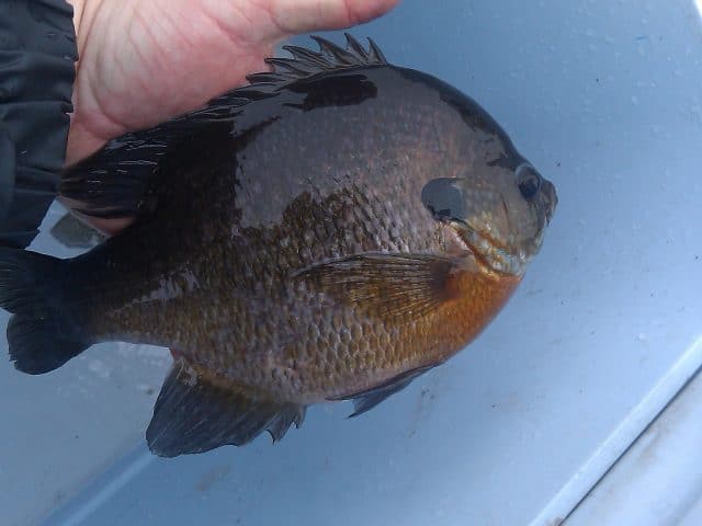 How to Find Big Bull Bluegills this Fall