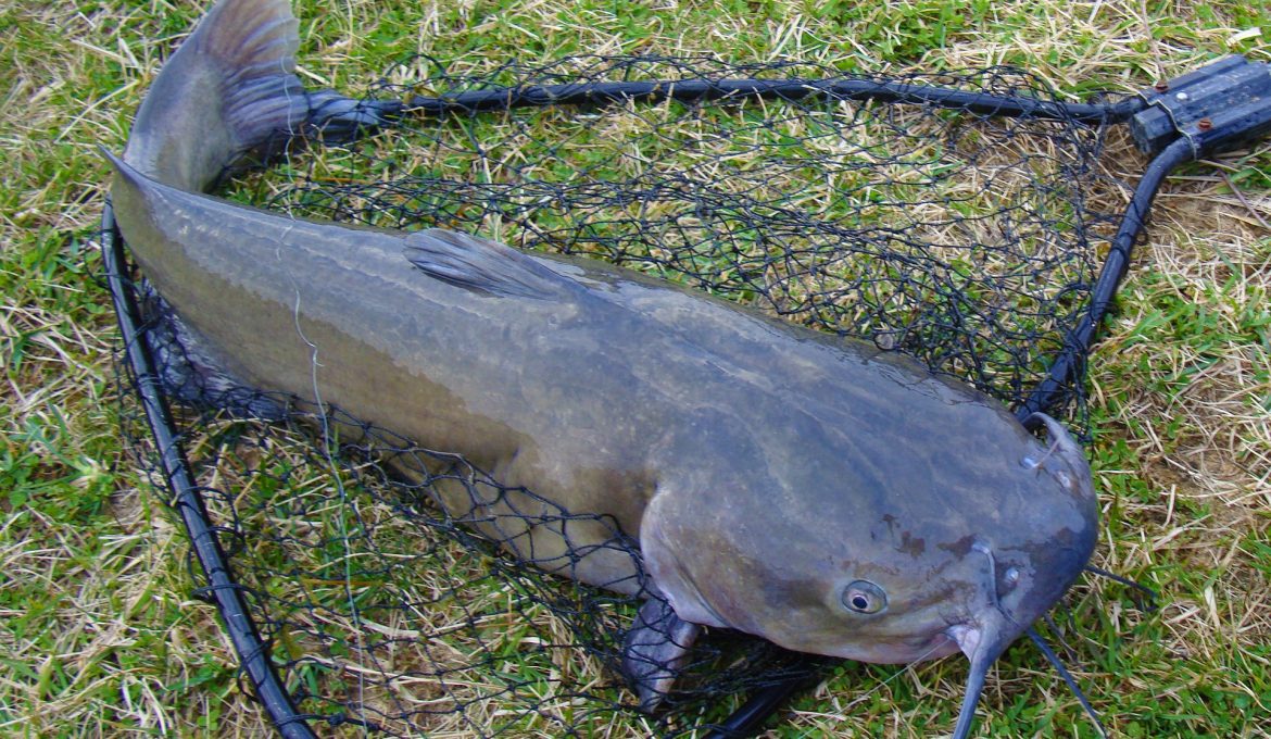Fishing for Channel Catfish in the Fall