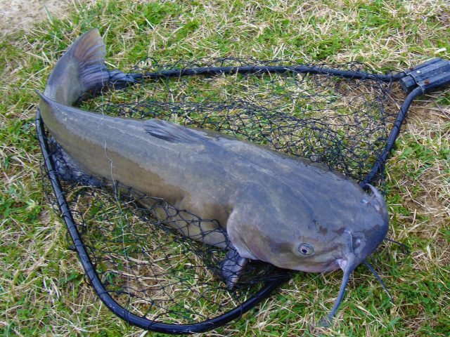 Fishing for Channel Catfish in the Fall