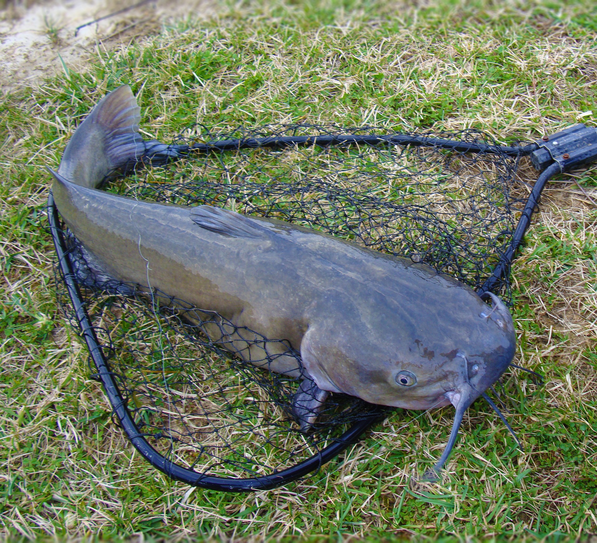 Fishing for Channel Catfish in the Fall - Overton's