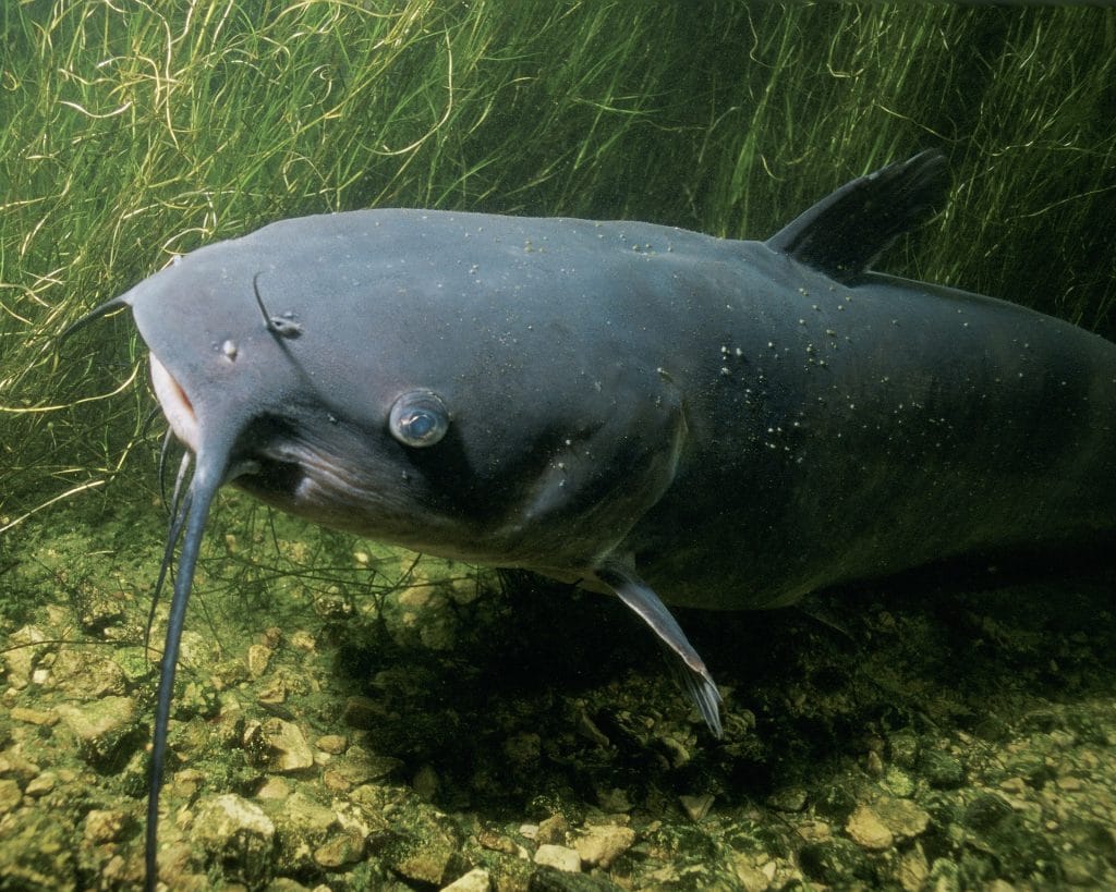 channel catfish in a river with weeds