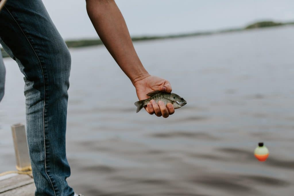 person holding small bluegill next to lake with a bobber
