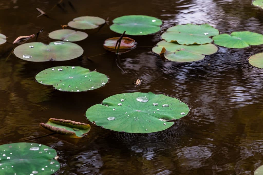 green lily pads in shallow water